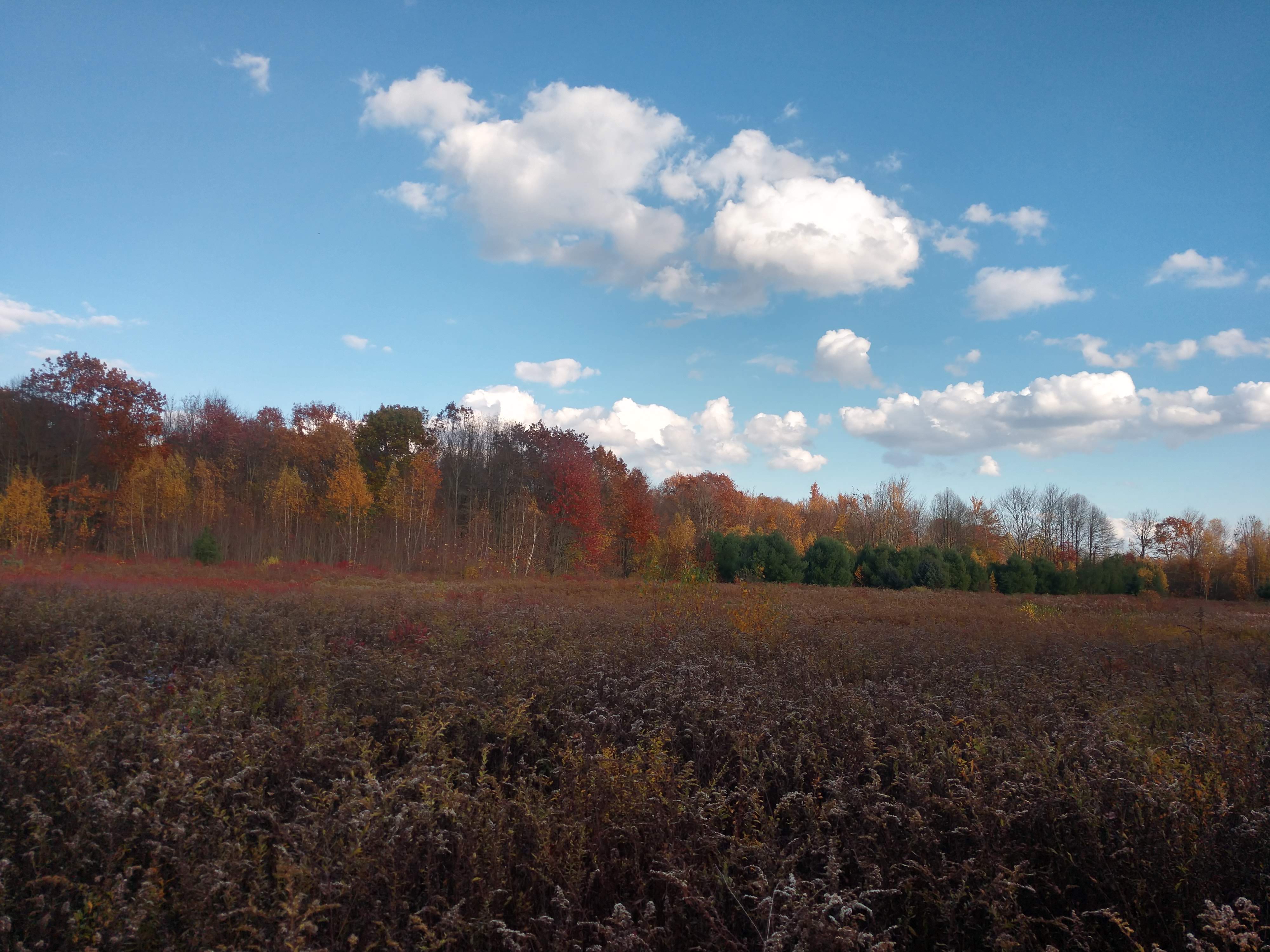 View of the field north of the house, facing east